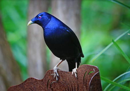 The Satin Bowerbird, a deep indigo bird with a strikingly beautiful eye
