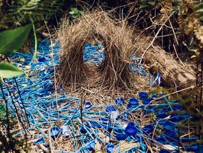 A birds bower, lavishly decorated with blue bottle caps and straws